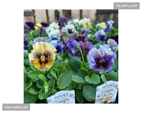 草花烈焰手游、烈焰花花蕊怎么获得:烽火燃烬,草花无畏 草花烈焰手游、烈焰花花蕊怎么获得:烽火燃烬,草花无畏